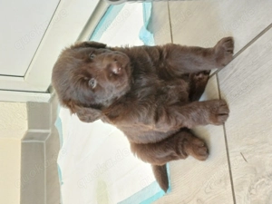 Labrador Welpen braun  Bild 7 Labrador Welpen braun  Bild 7