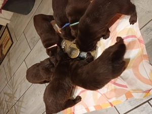 Labrador Welpen braun  Bild 8 Labrador Welpen braun  Bild 8