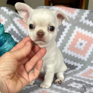 Chihuahua welpen 