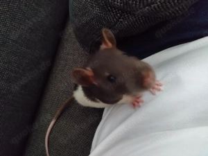 2 Ratten, zutraulich und freundlich 