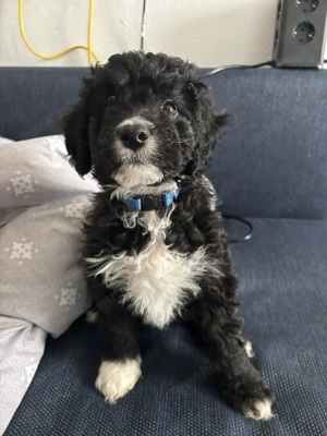 Mini aussiedoodle Australian shepherd Zwergpudel