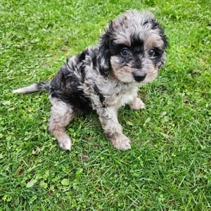 Mini aussiedoodle Australian shepherd Zwergpudel