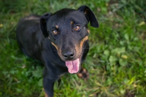 Chip-Nr. 270158 - Der Junghund ist offen und neugierig, und er braucht Beschäftigung