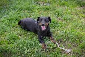 *ROCCO* - Der Junghund ist offen und neugierig, und er braucht Beschäftigung