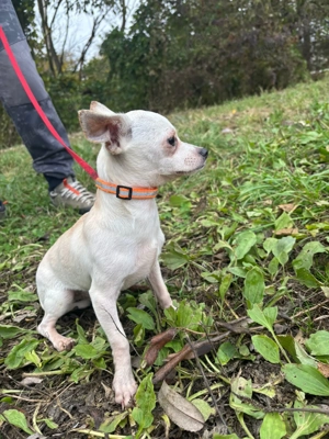 *TIMMI* - Ich bin noch etwas schüchtern und zurückhaltend Bild 4