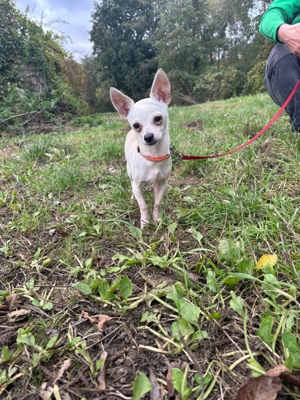 *TIMMI* - Ich bin noch etwas schüchtern und zurückhaltend Bild 3