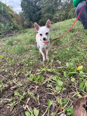 *TIMMI* - Ich bin noch etwas schüchtern und zurückhaltend Bild 2