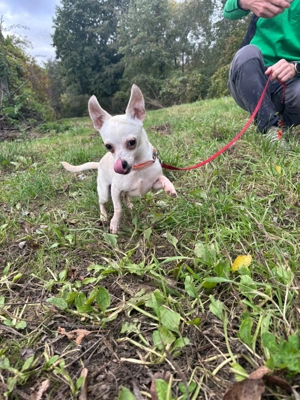 *TIMMI* - Ich bin noch etwas schüchtern und zurückhaltend Bild 6