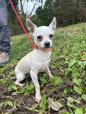 Chip-Nr. 439277 - Ich bin noch etwas schüchtern und zurückhaltend