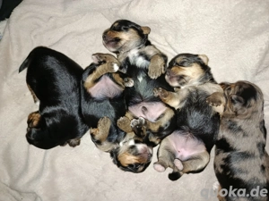 Vorankündigung süße kleine Welpen  Bild 6