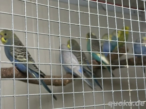 wellensittiche NZ25