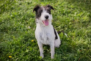 Chip-Nr. 214352 - Ich bin munter, aktiv und neugierig