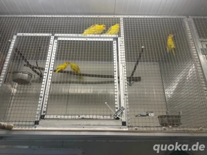 ziegensittich Goldgelb