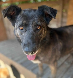 LOLA - Traumzuhause gesucht (wartet in Rumänien)