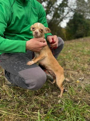 *ELODIE* - noch etwas ängstlich und vorsichtig