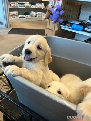 Wunderschöne Golden Retriever Welpen