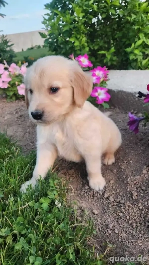 Golden Retriever Welpen