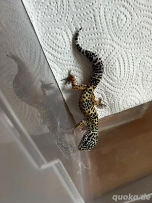 Leopargecko Classic