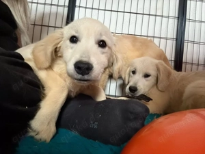 Traumhafte Golden Retriever Welpen mit Ahnentafel, ICT frei, aus VDH Linien, aus Premium Zuchtstätte