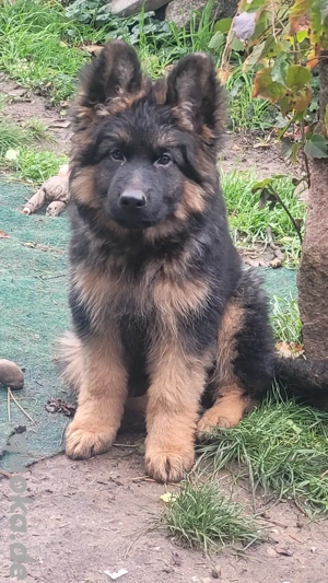 Deutscher schäferhund welpen 