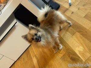 Zwergspitz Welpe sucht neues Zu Hause