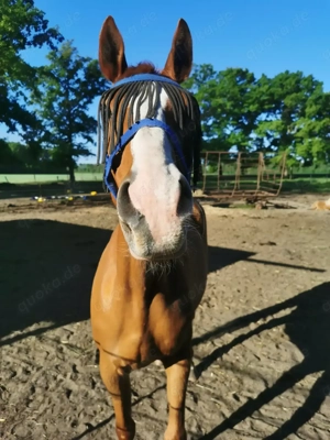 Freizeitpferd sucht neues zuHause