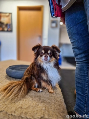 Langhaar Chihuahua Deckrüde  Bild 1