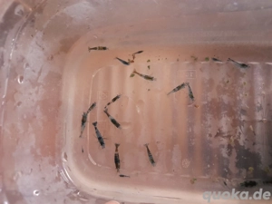 Blue carbon rilli u.Bee Garnelen 