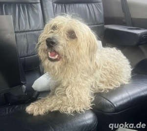 Tarzan noch in Rumänien 