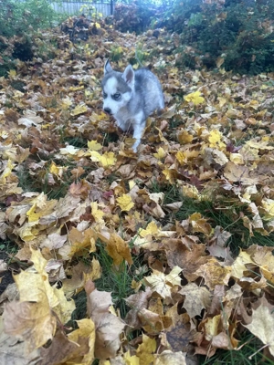 Als letzter suche ich (Ares) Sibirien Malamute Husky mein Traumzuhause