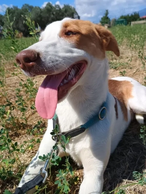 Doria, geb. ca. 12 2024, lebt in GRIECHENLAND, auf einer privaten Pflegestelle Bild 9