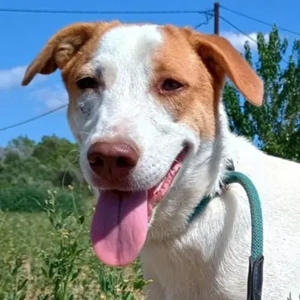 Doria, geb. ca. 12 2024, lebt in GRIECHENLAND, auf einer privaten Pflegestelle