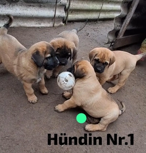 Leonberger x Bordeaux Dogge Welpen