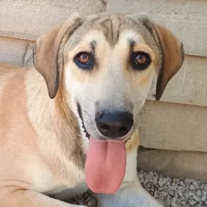 Angeliki, geb. ca. 12 2024, lebt in GRIECHENLAND, auf einer privaten Pflegestelle