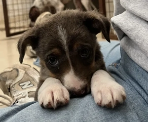 Elsie, geb. ca. 08 2025, lebt in GRIECHENLAND, im städt. Tierheim Serres Bild 5