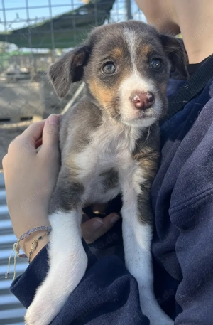 Elsie, geb. ca. 08 2025, lebt in GRIECHENLAND, im städt. Tierheim Serres Bild 2