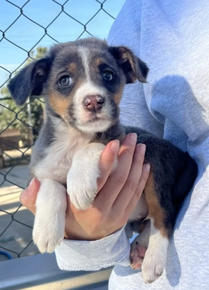 Elsie, geb. ca. 08 2025, lebt in GRIECHENLAND, im städt. Tierheim Serres Bild 4