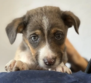 Elsie, geb. ca. 08 2025, lebt in GRIECHENLAND, im städt. Tierheim Serres Bild 9