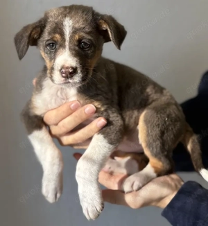 Elsie, geb. ca. 08 2025, lebt in GRIECHENLAND, im städt. Tierheim Serres Bild 8