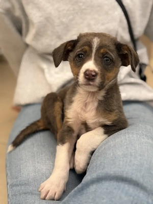 Elsie, geb. ca. 08 2025, lebt in GRIECHENLAND, im städt. Tierheim Serres Bild 7