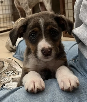 Elsie, geb. ca. 08 2025, lebt in GRIECHENLAND, im städt. Tierheim Serres Bild 6