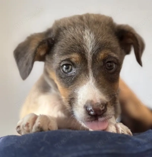 Elsie, geb. ca. 08 2025, lebt in GRIECHENLAND, im städt. Tierheim Serres Bild 10