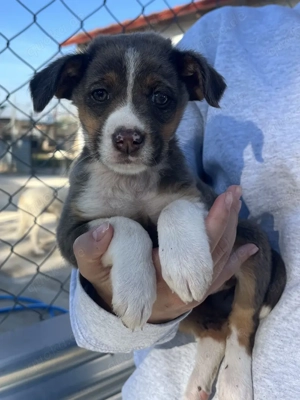 Elsie, geb. ca. 08 2025, lebt in GRIECHENLAND, im städt. Tierheim Serres Bild 3