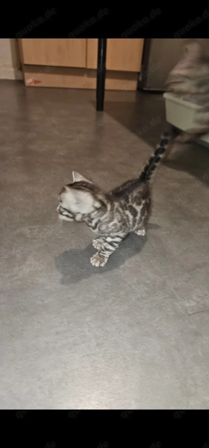 Bengalkatze, kitten, Katzenbaby