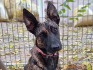 LAUREENE, eine intelligente, gelehrige und gehorsame Hündin