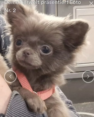 Bildschönes, sehr liebes lilac LH Chihuahua Mädchen abzugeben 