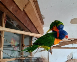 Loris, ein Zuchtpaar