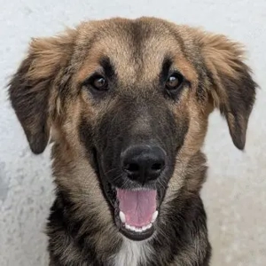 Hilda, geb. ca. 04 2025, lebt in GRIECHENLAND, im städt. Tierheim Serres