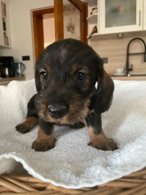 Süßer Rauhaardackel Rüde abzugeben