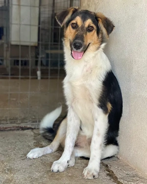 Kati, geb. ca. 03 2025, lebt in GRIECHENLAND, im städt. Tierheim Serres Bild 3